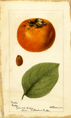 Persimmons, Godbey