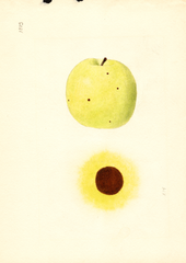 Apples, Grimes (1939)