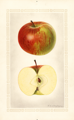 Apples, Ben Hur (1925)