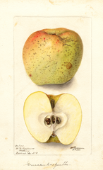 Apples, Green Seek No Further (1900)