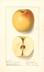 Apples, Green Seek No Further (1910)