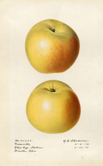 Apples, Greenville (1918)