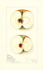Apples, Greenville (1912)