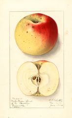 Apples, Winter Maiden Blush (1912)
