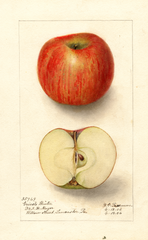 Apples, Greists Winter (1906)