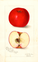 Apples, Griffins Beauty (1909)