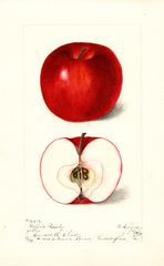Apples, Griffins Beauty (1899)