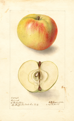 Apples, Colvert (1905)