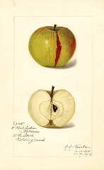 Apples, Red Section Baldwin (1915)