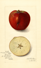Apples, Baldwin (1915)