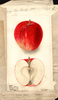 Apples, Cornell Fancy (1902)