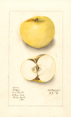 Apples, Baltzley (1910)