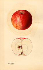 Apples, Akin (1932)
