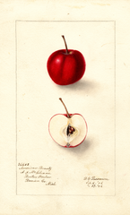 Apples, American Beauty (1906)
