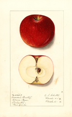 Apples, American Beauty (1912)