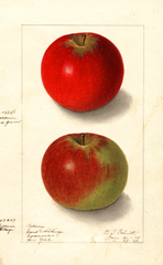 Apples, Baldwin (1909)