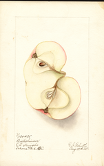 Apples, Bietigheimer (1905)