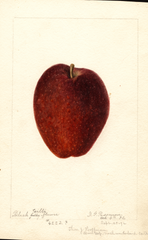Apples, Black Gilliflower (1892)
