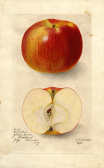Apples, Cabashea (1905)