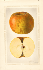 Apples, Boskoop (1924)