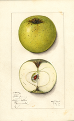 Apples, Bottle Greening (1913)