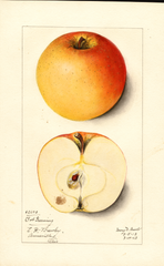 Apples, Bob Greening (1913)