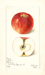 Apples, Beahm (1899)
