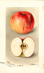 Apples, Bedford (spice) (1898)