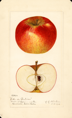 Apples, Belle De Pontoise (1921)