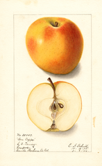Apples, Ben Cap (1906)