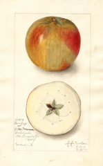 Apples, Ben Cap (1911)