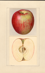 Apples, Chenango (1937)