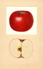 Apples, Early Mcintosh (1937)