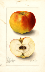 Apples, Boiken (1905)