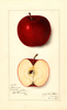 Apples, Bonum (1913)