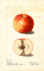 Apples, Mangum (1904)