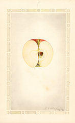 Apples, Benoni (1924)