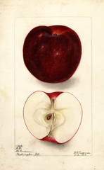 Apples, K.d. (1902)