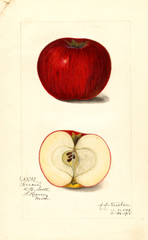 Apples, Gracie (1915)