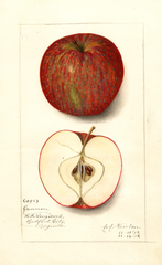 Apples, Cannon (1912)