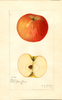 Apples, Carson (1922)