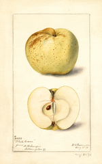 Apples, White Carver (1898)