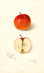 Apples, Missing Link (1910)