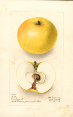 Apples, Bertha (1908)
