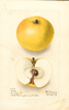 Apples, Bertha (1908)