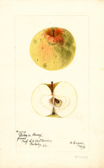 Apples, Betsys Fancy (1897)