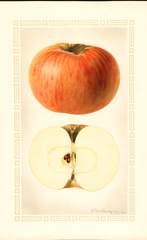 Apples, Bietigheimer (1925)