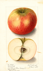 Apples, Bismarck (1905)