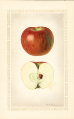 Apples, Bismark (1924)