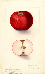 Apples, Black Apple (1904)
